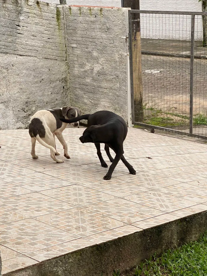 Cachorro ra a SRD-ViraLata idade 2 a 6 meses nome Chaise (igual o da patrulha canina)