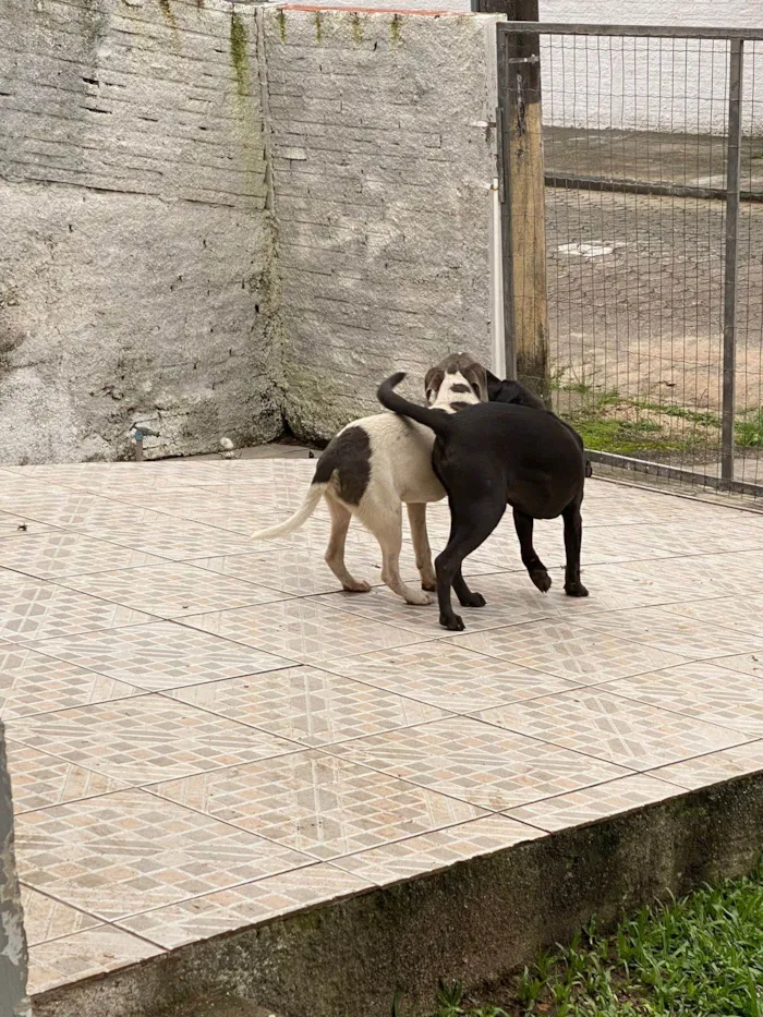 Cachorro ra a SRD-ViraLata idade 2 a 6 meses nome Chaise (igual o da patrulha canina)