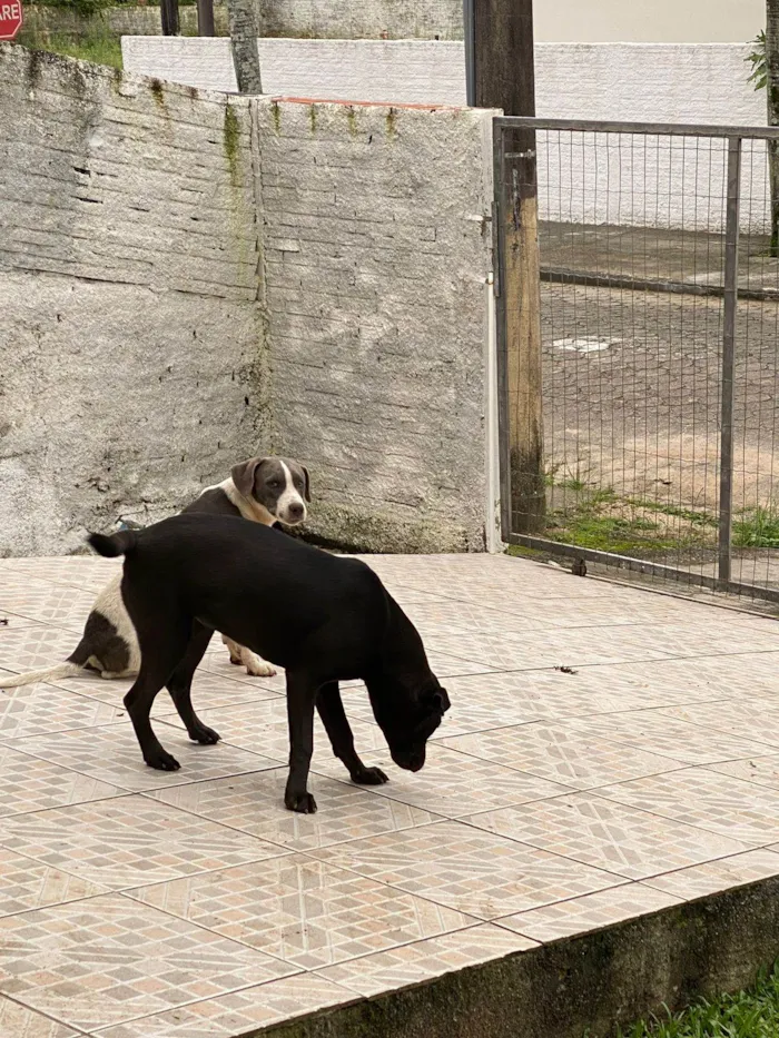 Cachorro ra a SRD-ViraLata idade 2 a 6 meses nome Chaise (igual o da patrulha canina)