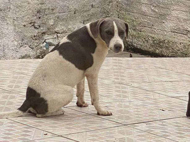 Cachorro ra a SRD-ViraLata idade 2 a 6 meses nome Chaise (igual o da patrulha canina)