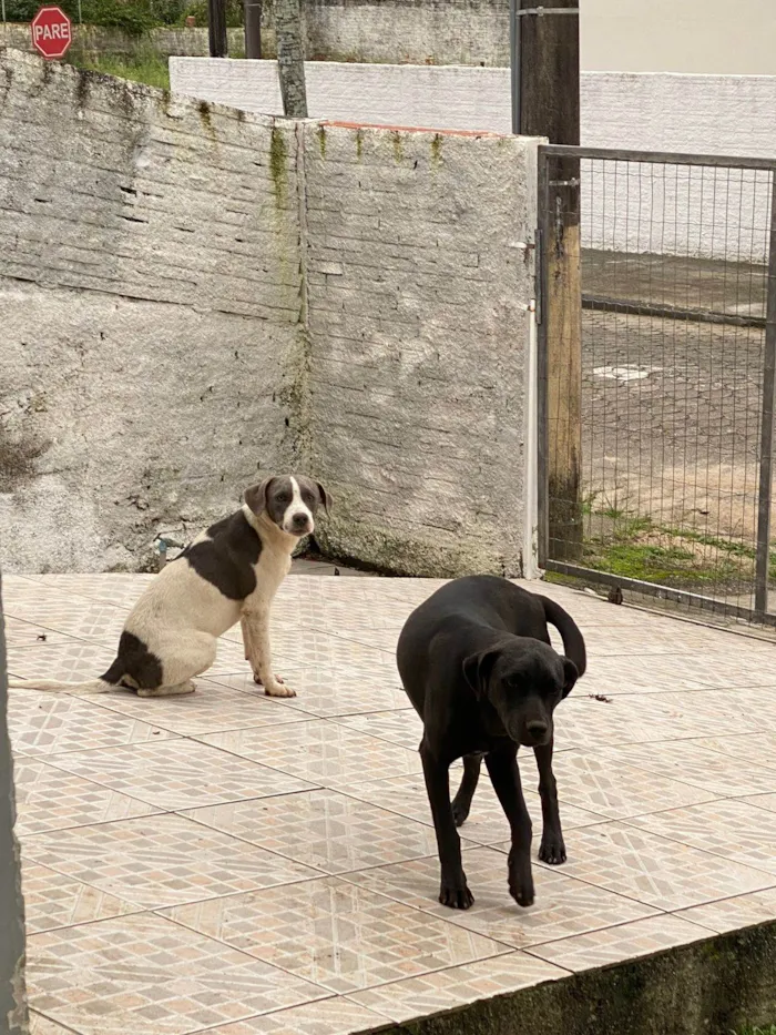 Cachorro ra a SRD-ViraLata idade 2 a 6 meses nome Skye (igual da Patrulha Canina)