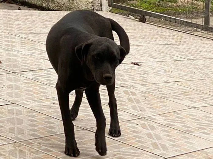 Cachorro ra a SRD-ViraLata idade 2 a 6 meses nome Skye (igual da Patrulha Canina)