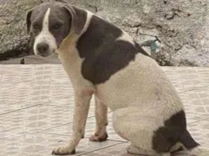 Cachorro raça SRD-ViraLata idade 2 a 6 meses nome Chaise (igual o da patrulha canina)