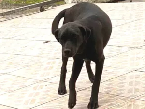 Cachorro raça SRD-ViraLata idade 2 a 6 meses nome Skye (igual da Patrulha Canina)