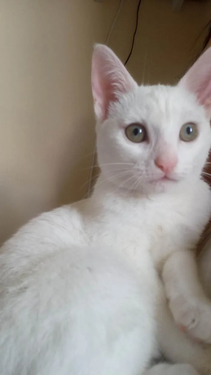 Gato ra a Mestiça  idade 2 a 6 meses nome Jin