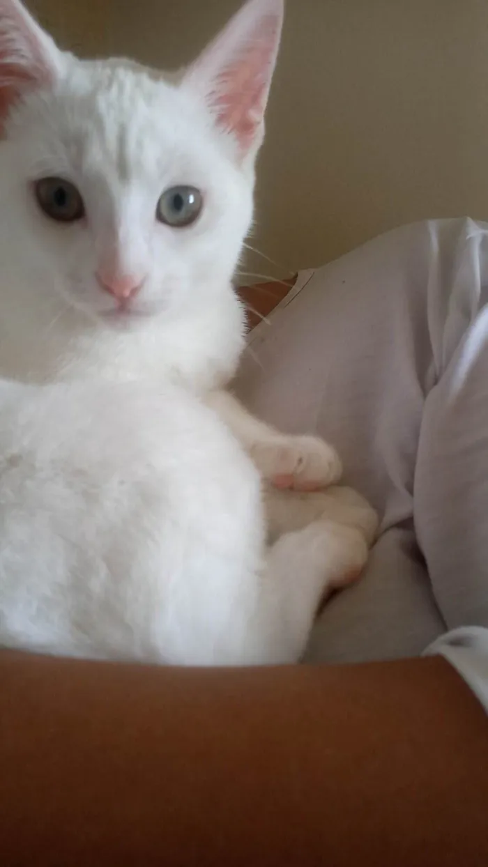 Gato ra a Mestiça  idade 2 a 6 meses nome Jin