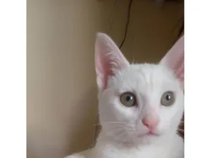 Gato raça Mestiça  idade 2 a 6 meses nome Jin