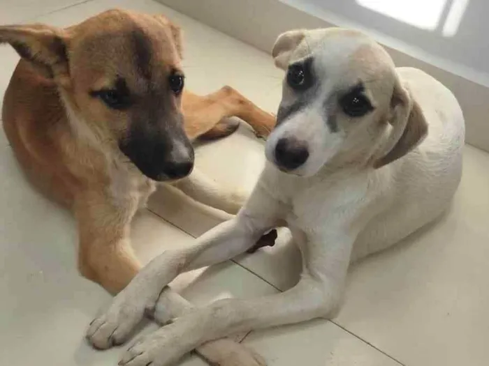 Cachorro ra a SRD-ViraLata idade 2 a 6 meses nome Encontrado 4 filhotes abandonados junto da mãe