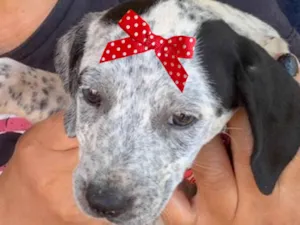 Cachorro raça SRD-ViraLata idade 2 a 6 meses nome Maya 