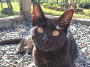 Gato raça SRD-ViraLata idade 1 ano nome Hermione 