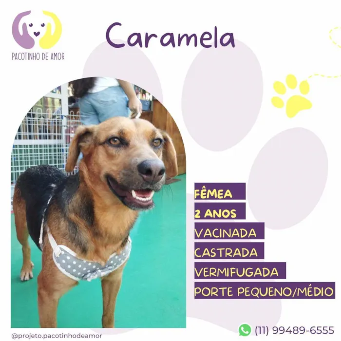 Cachorro ra a SRD-ViraLata idade 2 anos nome Caramela