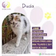 Duda