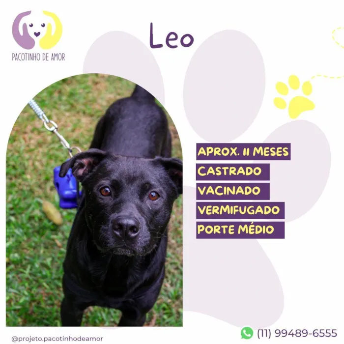 Cachorro ra a SRD-ViraLata idade 7 a 11 meses nome Leo