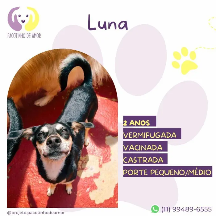 Cachorro ra a SRD-ViraLata idade 2 anos nome Luna