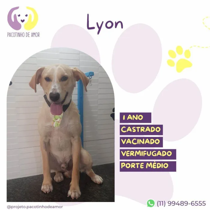 Cachorro ra a SRD-ViraLata idade 1 ano nome Lyon