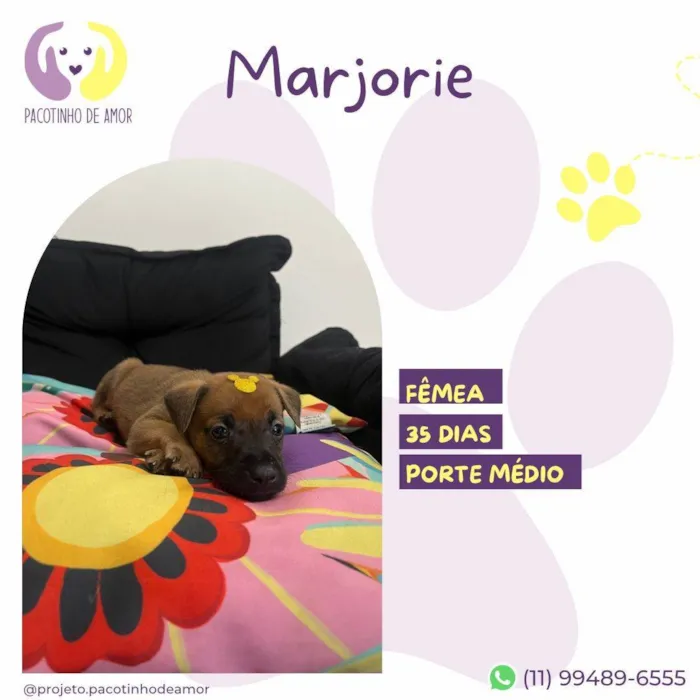 Cachorro ra a SRD-ViraLata idade Abaixo de 2 meses nome Marjorie