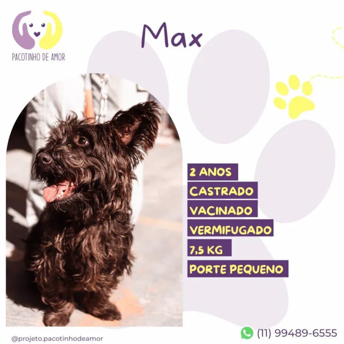 Cachorro ra a SRD-ViraLata idade 1 ano nome Max