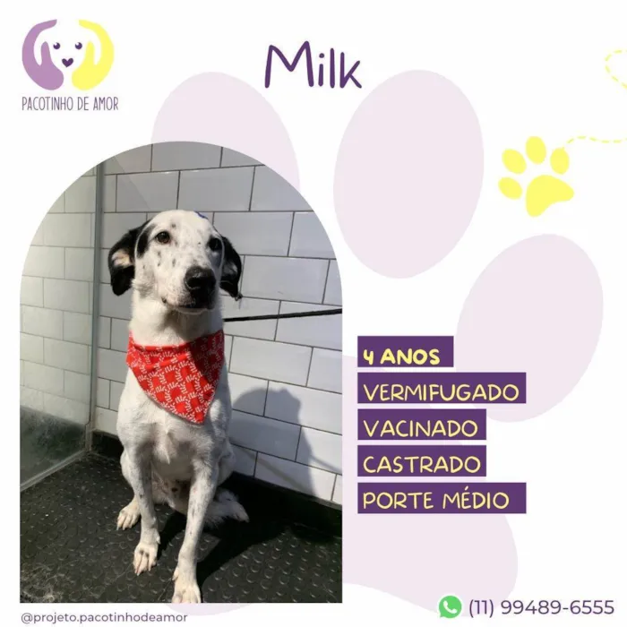 Cachorro ra a SRD-ViraLata idade 4 anos nome Milk