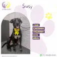 Susy