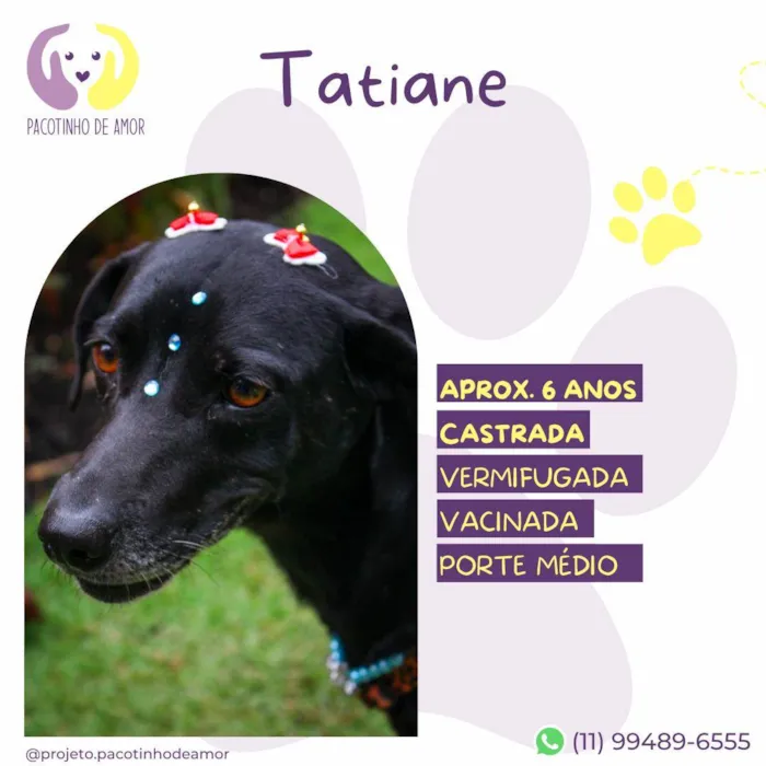 Cachorro ra a SRD-ViraLata idade 5 anos nome Tatiane