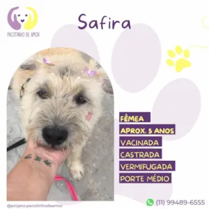 Cachorro raça SRD-ViraLata idade 5 anos nome Safira