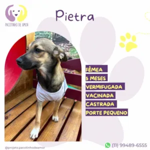 Cachorro raça SRD-ViraLata idade 2 a 6 meses nome Pietra