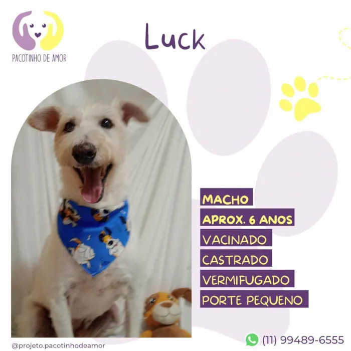 Cachorro ra a SRD-ViraLata idade 6 ou mais anos nome Luck