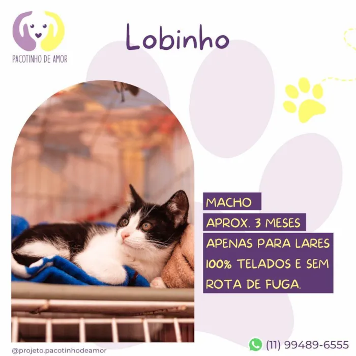 Gato ra a SRD-ViraLata idade 2 a 6 meses nome Lobinho