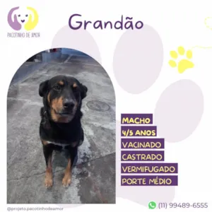 Cachorro raça SRD-ViraLata idade 5 anos nome Grandao