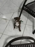 Zeus