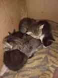 Quatro pequenos gatinhos.