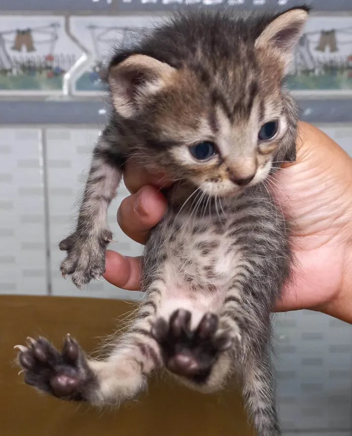 Gato ra a SRD-ViraLata idade Abaixo de 2 meses nome Quatro pequenos gatinhos.
