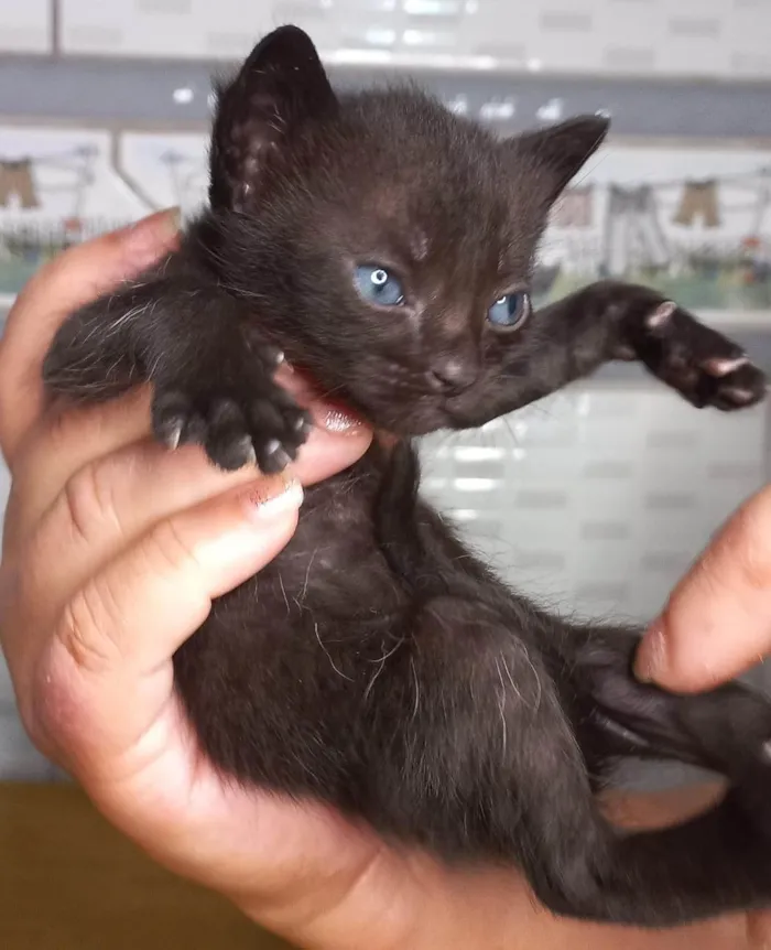 Gato ra a SRD-ViraLata idade Abaixo de 2 meses nome Quatro pequenos gatinhos.