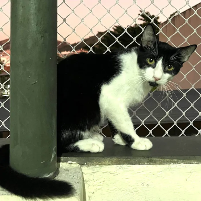 Gato ra a SRD-ViraLata idade 2 a 6 meses nome NANDO