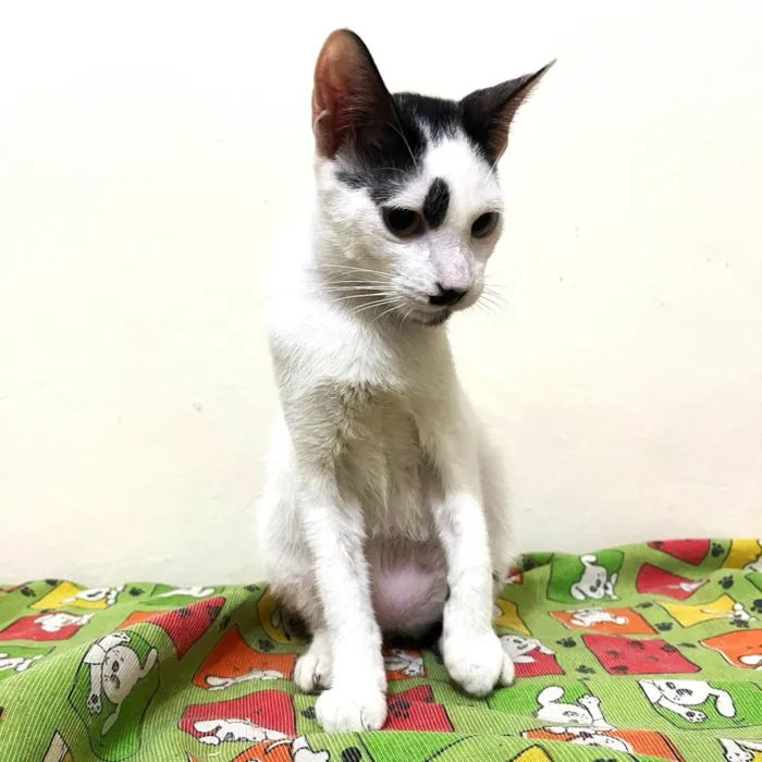 Gato ra a SRD-ViraLata idade 2 a 6 meses nome Dumbo 