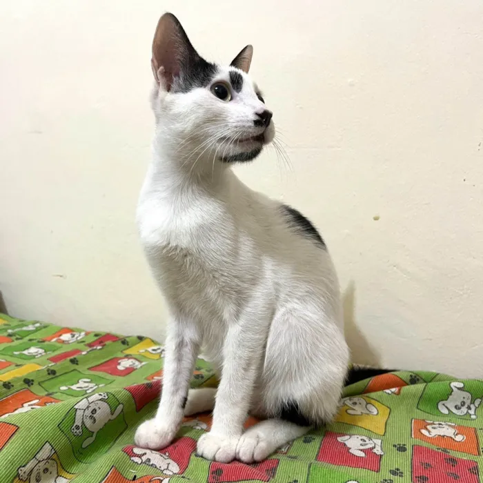 Gato ra a SRD-ViraLata idade 2 a 6 meses nome Dumbo 