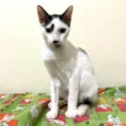 Dumbo