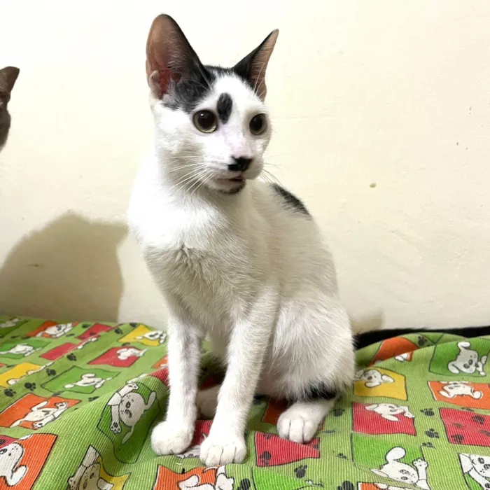 Gato ra a SRD-ViraLata idade 2 a 6 meses nome Dumbo 