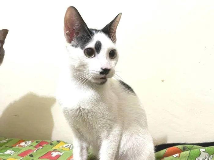 Gato ra a SRD-ViraLata idade 2 a 6 meses nome Dumbo 