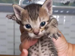 Gato raça SRD-ViraLata idade Abaixo de 2 meses nome Quatro pequenos gatinhos.