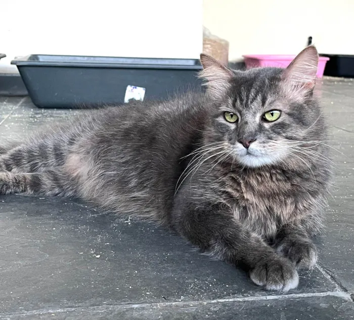 Gato ra a SRD-ViraLata idade 7 a 11 meses nome FRED