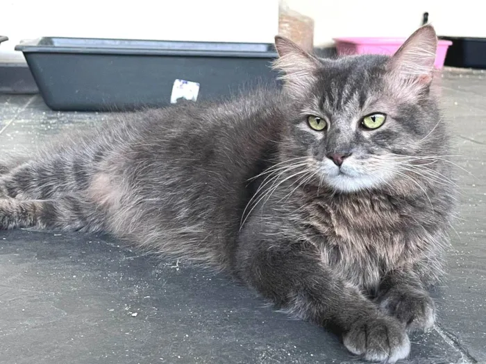 Gato ra a SRD-ViraLata idade 7 a 11 meses nome FRED