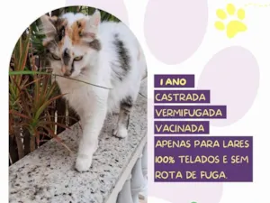 Gato raça SRD-ViraLata idade 1 ano nome Duda