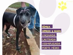 Cachorro raça SRD-ViraLata idade 6 ou mais anos nome Emilia