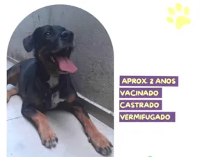 Cachorro raça SRD-ViraLata idade 2 anos nome Gigante Emilio