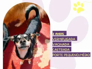 Cachorro raça SRD-ViraLata idade 2 anos nome Luna