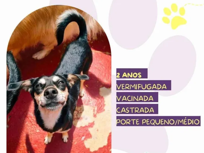 Cachorro ra a SRD-ViraLata idade 2 anos nome Luna