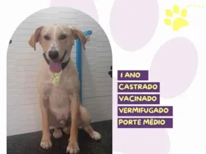 Cachorro raça SRD-ViraLata idade 1 ano nome Lyon