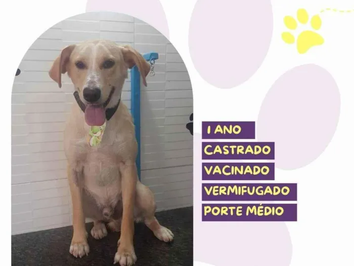 Cachorro ra a SRD-ViraLata idade 1 ano nome Lyon