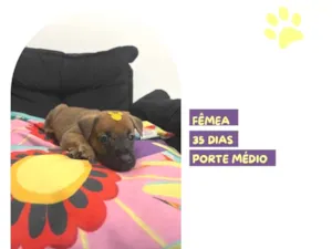 Cachorro raça SRD-ViraLata idade Abaixo de 2 meses nome Marjorie